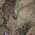 Populus nigra subsp. nigra