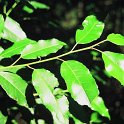 Prunus lusitanica subsp. lusitanica  -  SUB-ENDEMISMO IBERICO