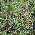 Prunus prostrata