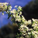 Prunus ramburi  -  ENDEMISMO IBERICO
