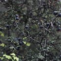 Prunus spinosa