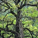 Quercus cerrioides