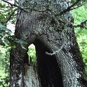 Quercus petraea