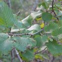 Rhamnus alpina subsp. alpina