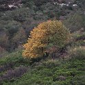 Rhamnus alpina subsp. alpina