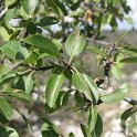 Rhamnus cathartica
