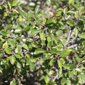 Rhamnus cathartica