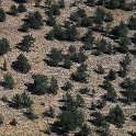 Sabinar (Juniperus thurifera)