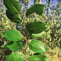 Salix caprea