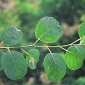Salix caprea