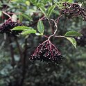 Sambucus nigra