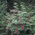 Sambucus racemosa