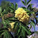 Sambucus racemosa