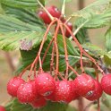 Sorbus aria
