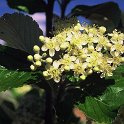 Sorbus aria