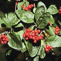 Sorbus chamaemespilus