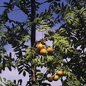 Sorbus domestica