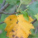 Sorbus latifolia