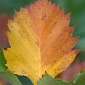 Sorbus latifolia