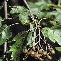 Sorbus torminalis