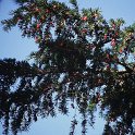 Taxus baccata