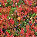 Vaccinium myrtillus