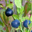 Vaccinium myrtillus