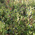 Vaccinium myrtillus