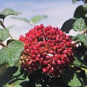 Viburnum lantana