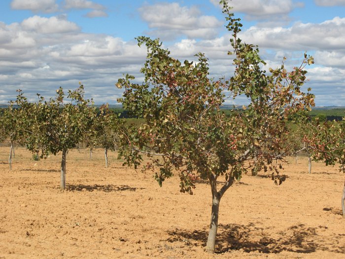 Pistacho
